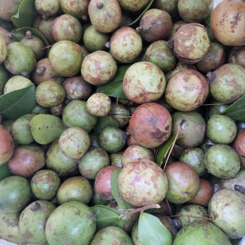 油茶果油茶籽野生油茶果老品种