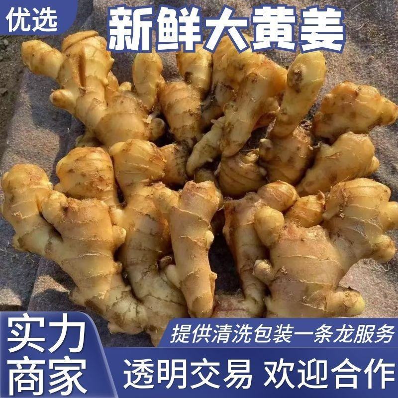 山东大黄姜产地基地直发品质优价格好对接全国市场
