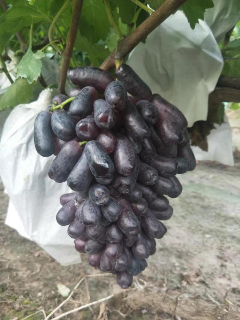 河北石家庄晋州露天套袋甜蜜蓝宝石葡萄，大量上市了，欢迎新