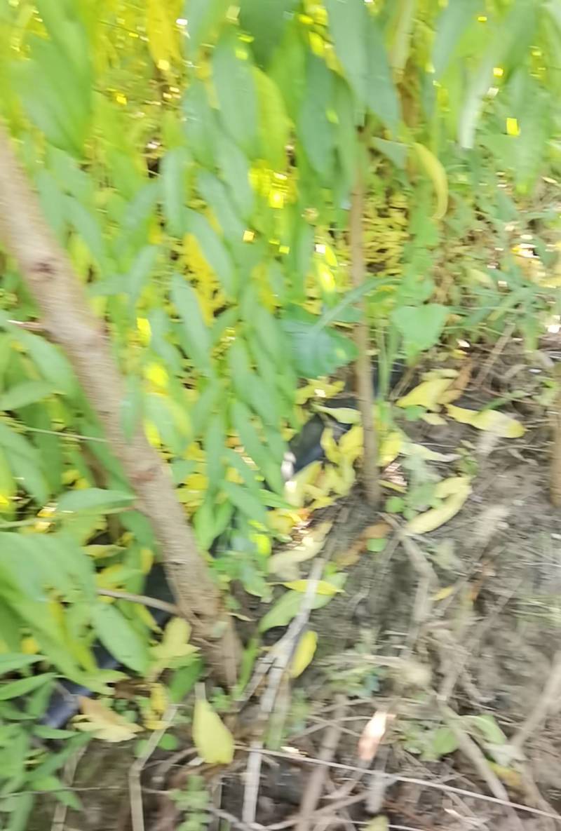 桃树实生苗，没有嫁接的，长势好，无病虫害