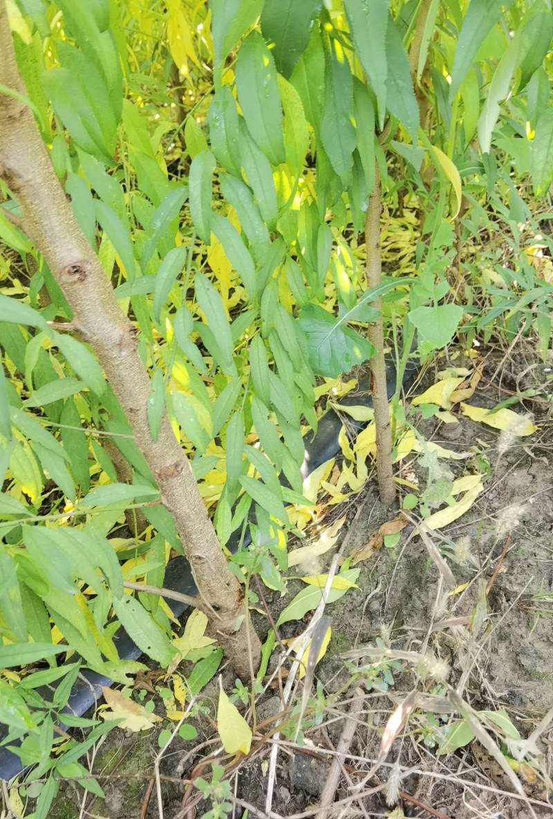桃树实生苗，没有嫁接的，长势好，无病虫害