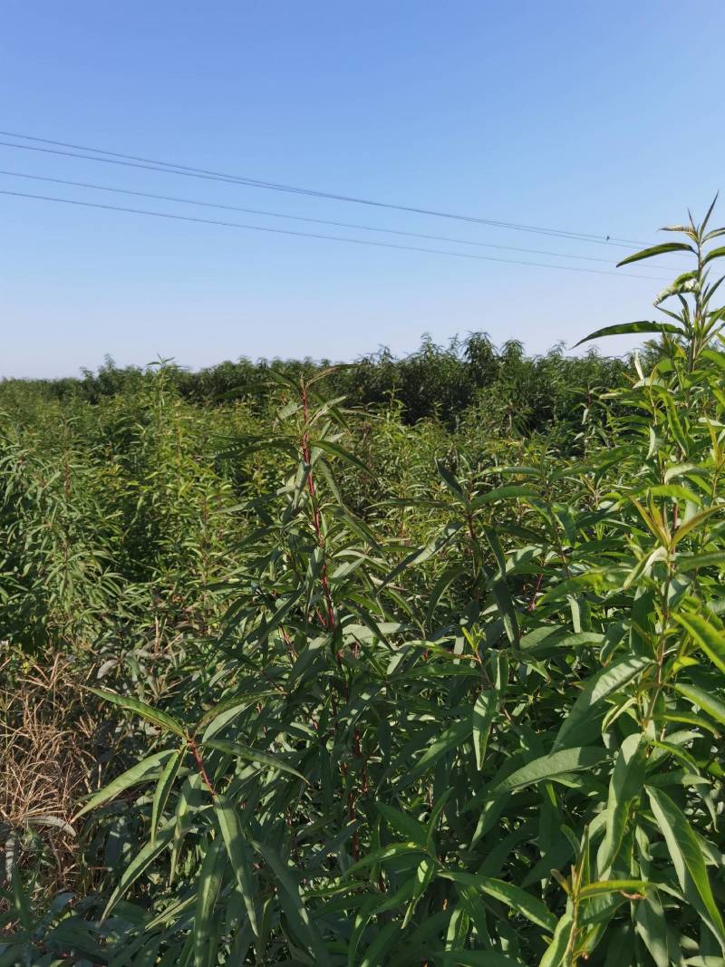 桃树实生苗，没有嫁接的，长势好，无病虫害