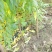 桃树实生苗，没有嫁接的，长势好，无病虫害