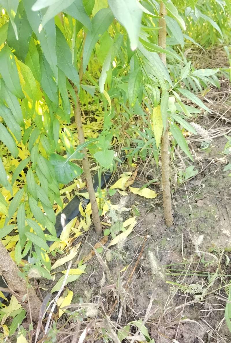 桃树实生苗，没有嫁接的，长势好，无病虫害