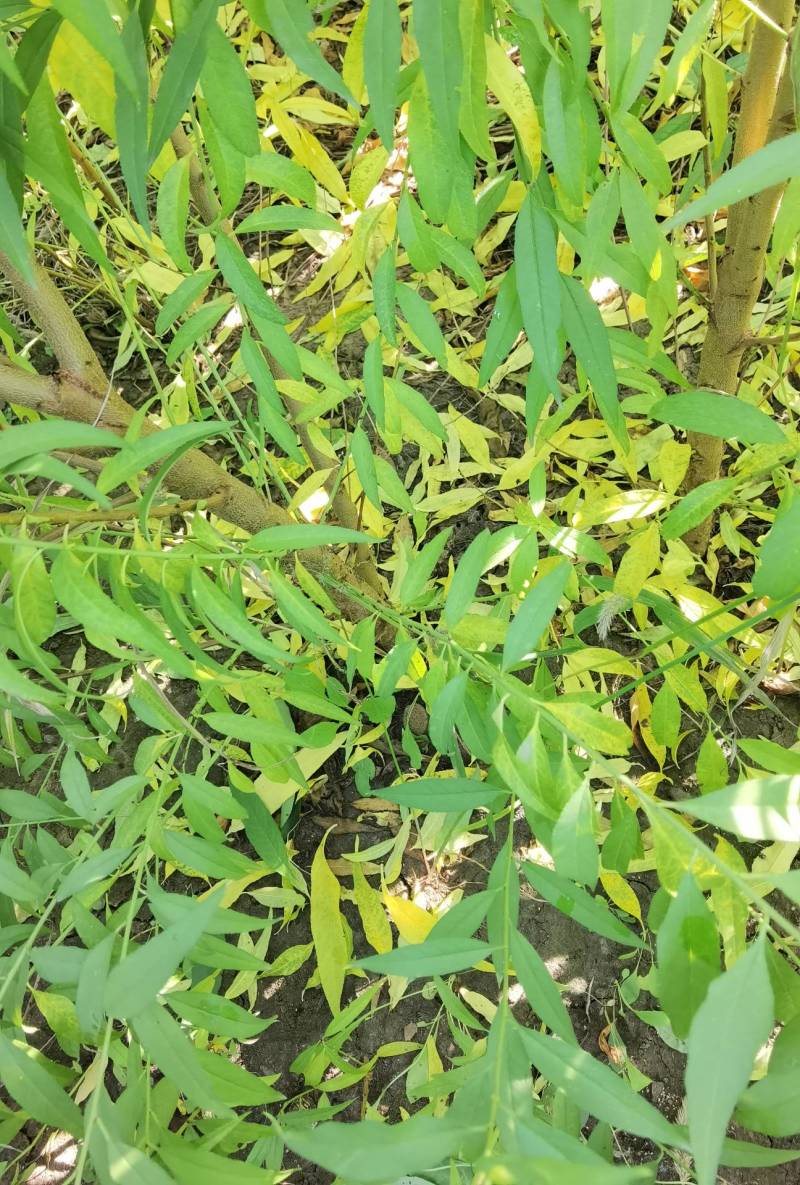 桃树实生苗，没有嫁接的，长势好，无病虫害