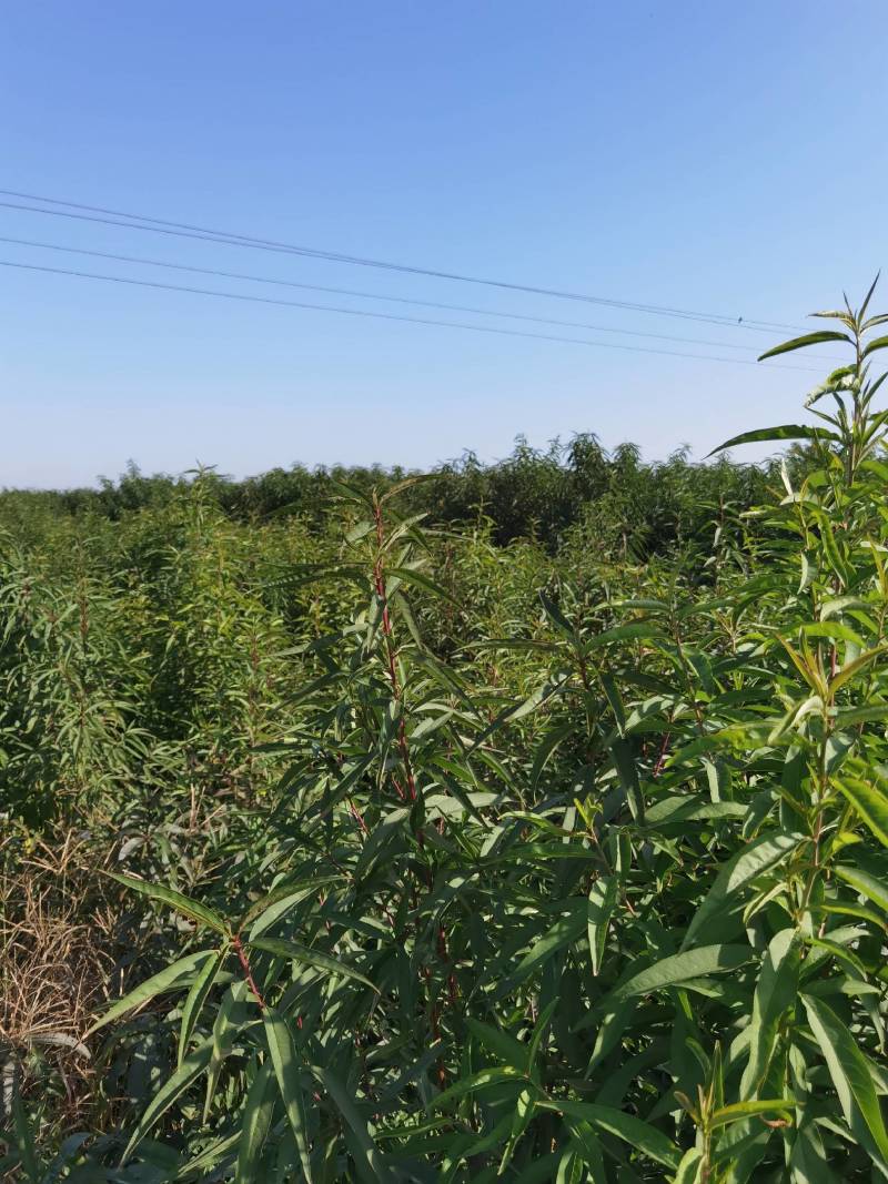 桃树实生苗，没有嫁接的，长势好，无病虫害