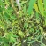桃树实生苗，没有嫁接的，长势好，无病虫害