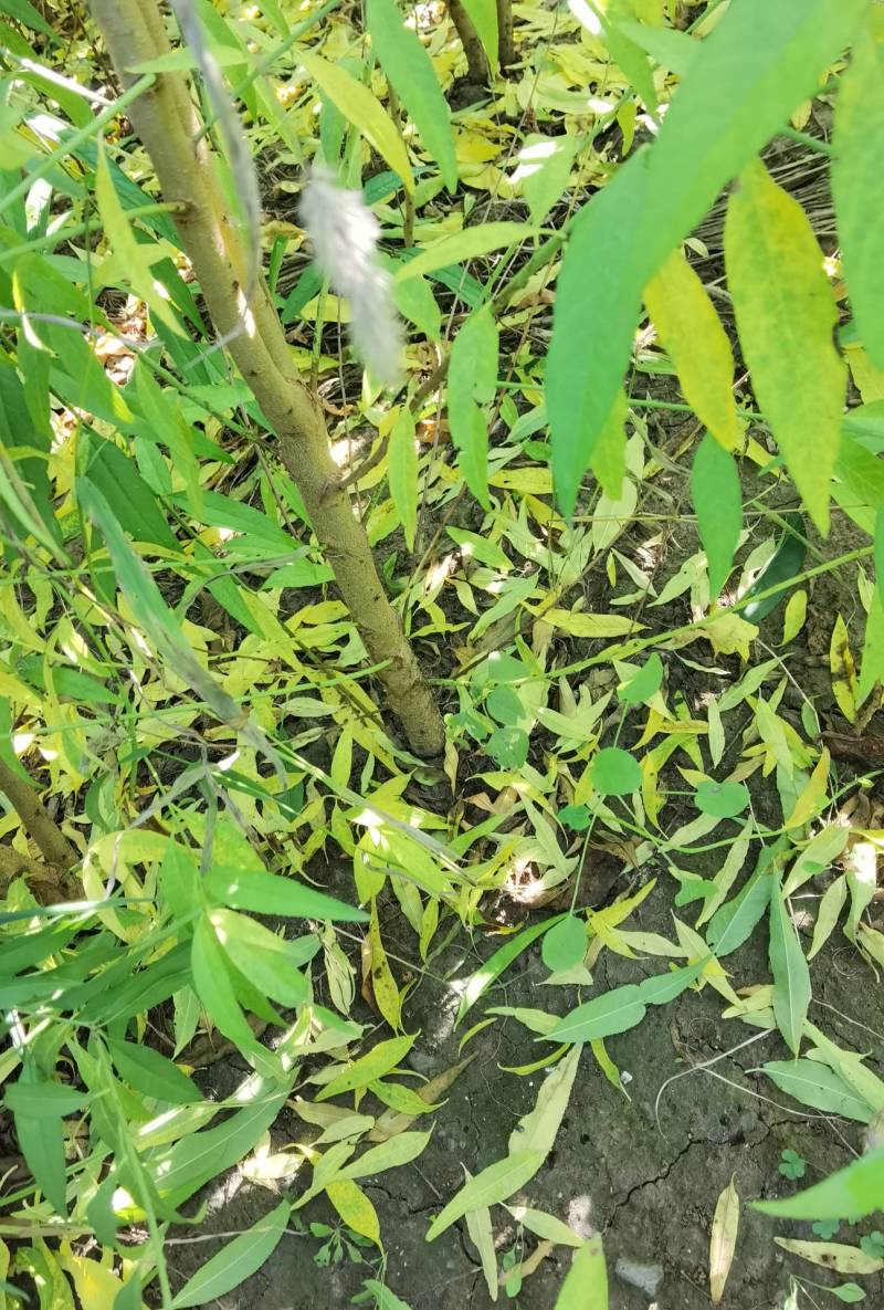 桃树实生苗，没有嫁接的，长势好，无病虫害