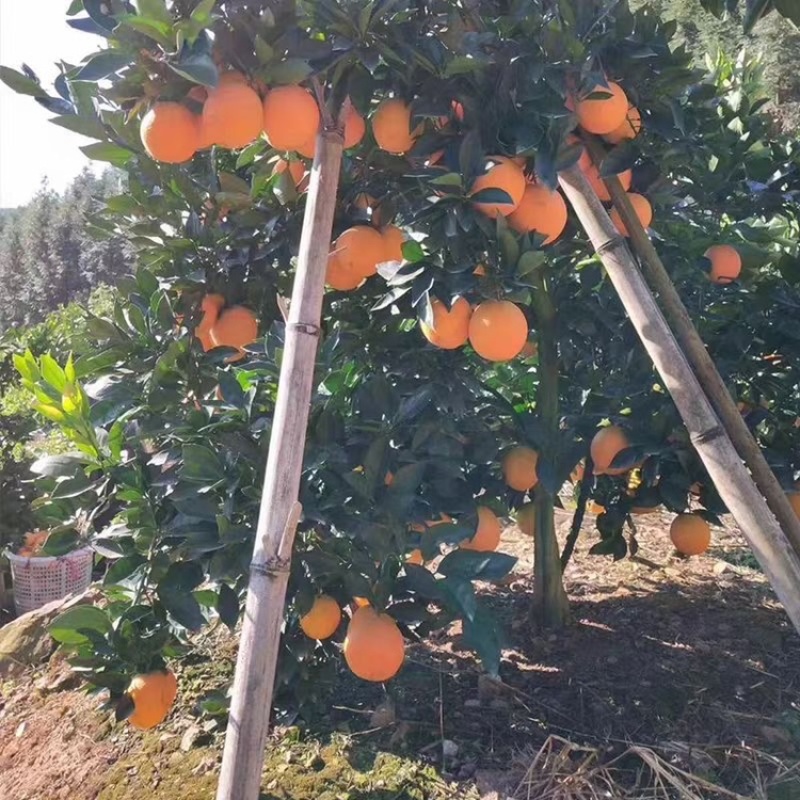 口感纯甜多汁皮毛光滑细腻个头大果型独特