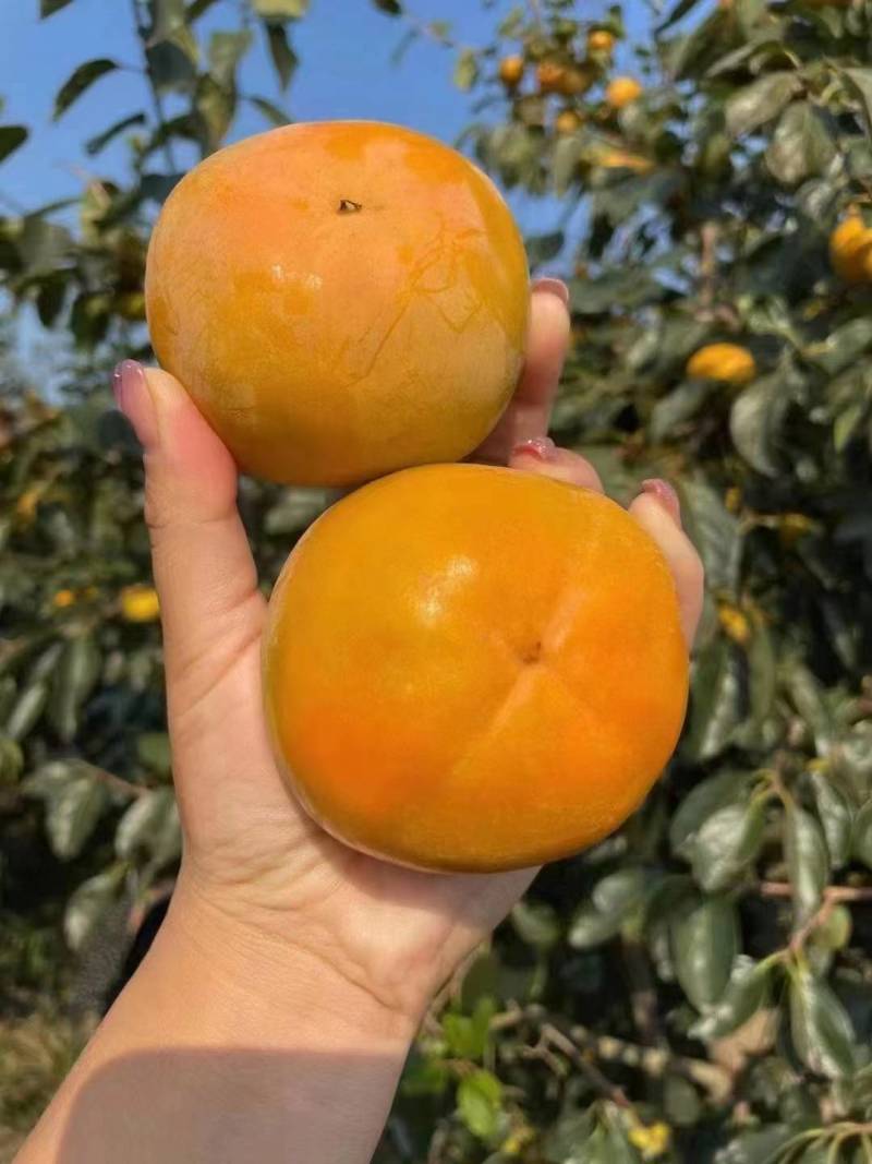我是甜柿子种植户，需要的速来抢购
