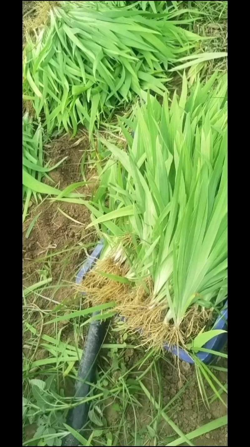 射干苗种苗，优质改良射干良苗