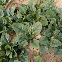 精品趴地菠菜