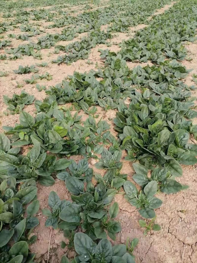 精品趴地菠菜
