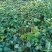 红薯、红薯粉、红薯粉丝【无添加】【自产自销】