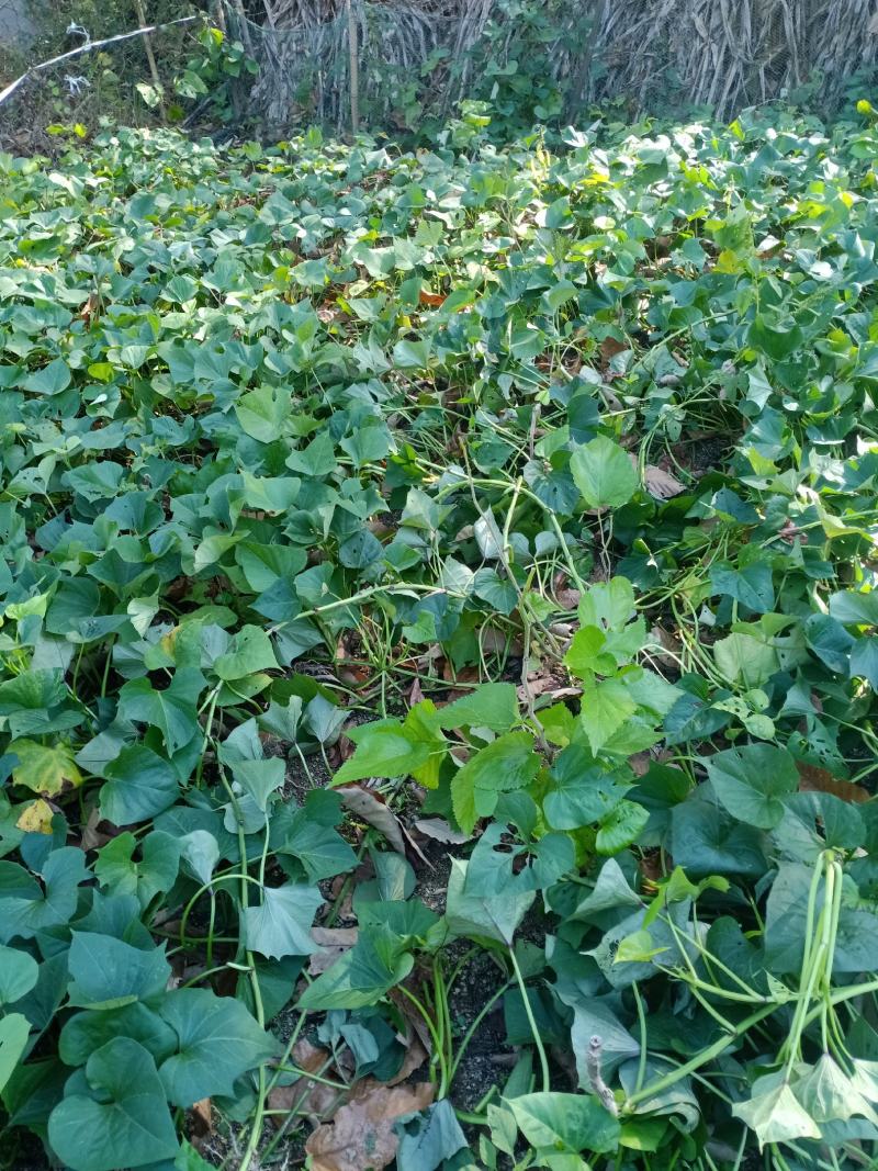 红薯、红薯粉、红薯粉丝【无添加】【自产自销】