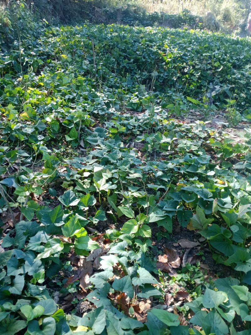 红薯、红薯粉、红薯粉丝【无添加】【自产自销】
