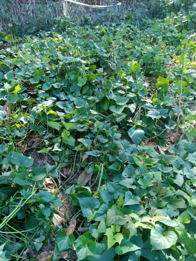红薯、红薯粉、红薯粉丝【无添加】【自产自销】