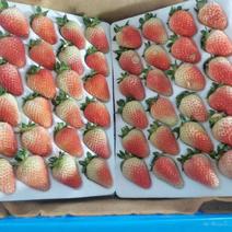 大凉山冬草莓