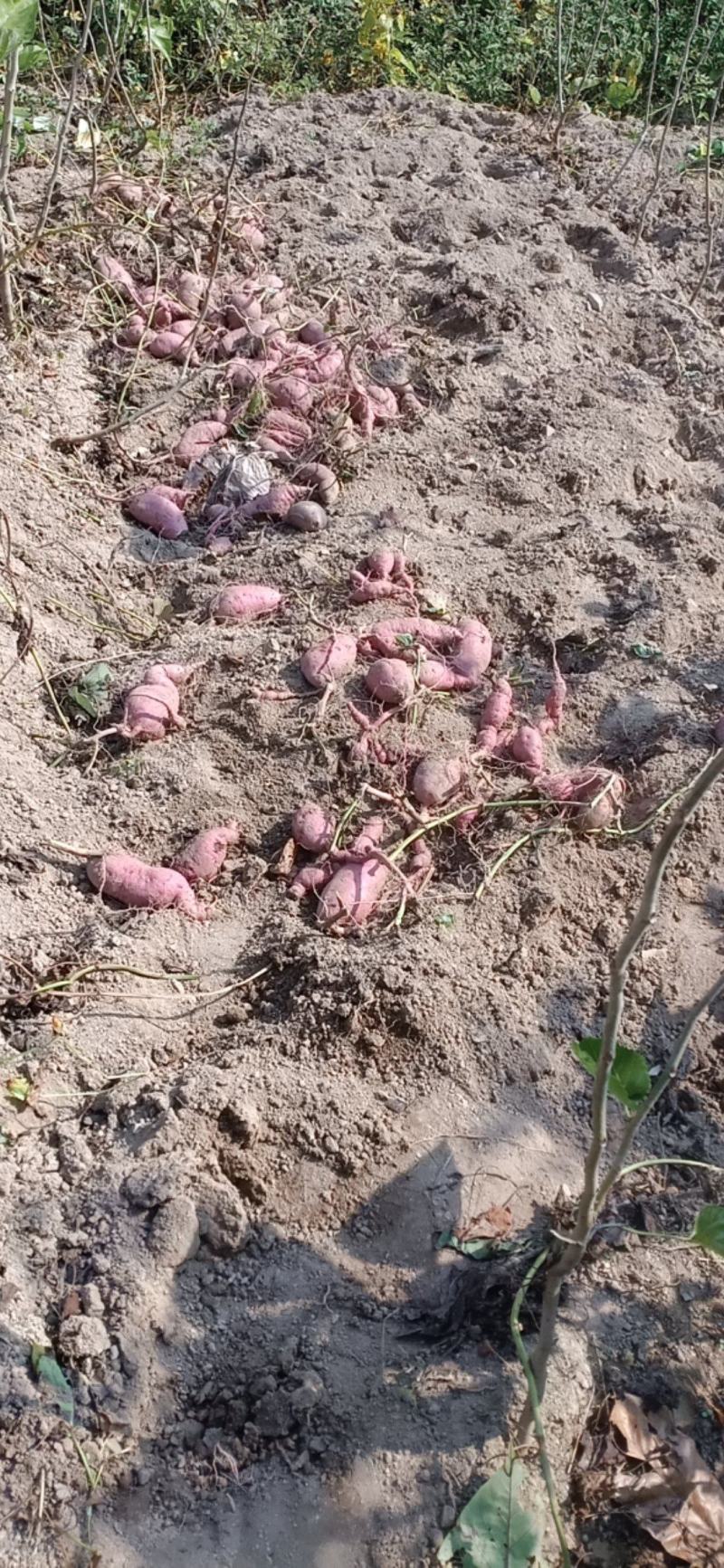 红薯、红薯粉、红薯粉丝【无添加】【自产自销】