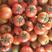 精品西红柿大量上市货源充足全国发货量大优惠