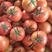 精品西红柿大量上市货源充足全国发货量大优惠