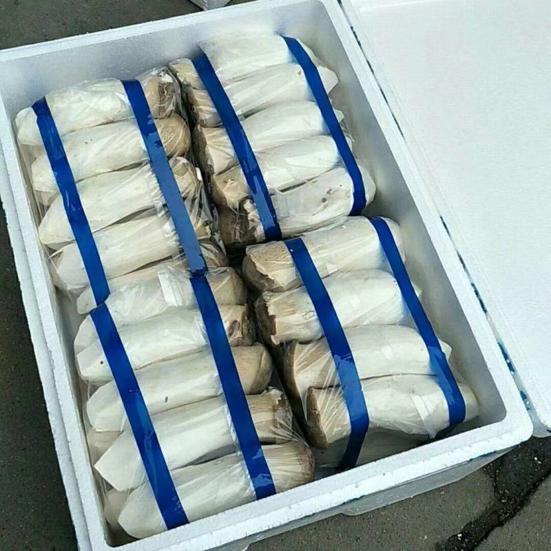 【杏鲍菇】江苏精品杏鲍菇，基地现货直发量大从优品质保障