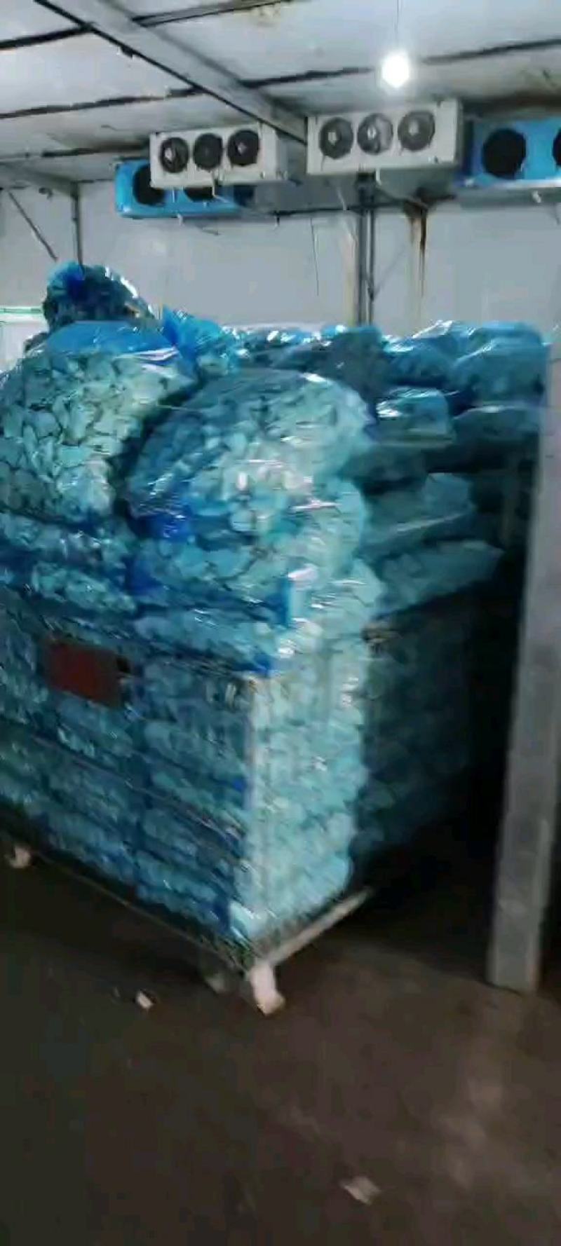 【杏鲍菇】江苏精品杏鲍菇，基地现货直发量大从优品质保障