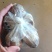 【杏鲍菇】江苏精品杏鲍菇，基地现货直发量大从优品质保障
