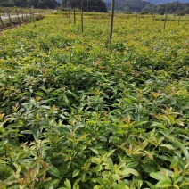 木荷小苗，木荷杯苗，两年木荷地苗，木荷杯苗