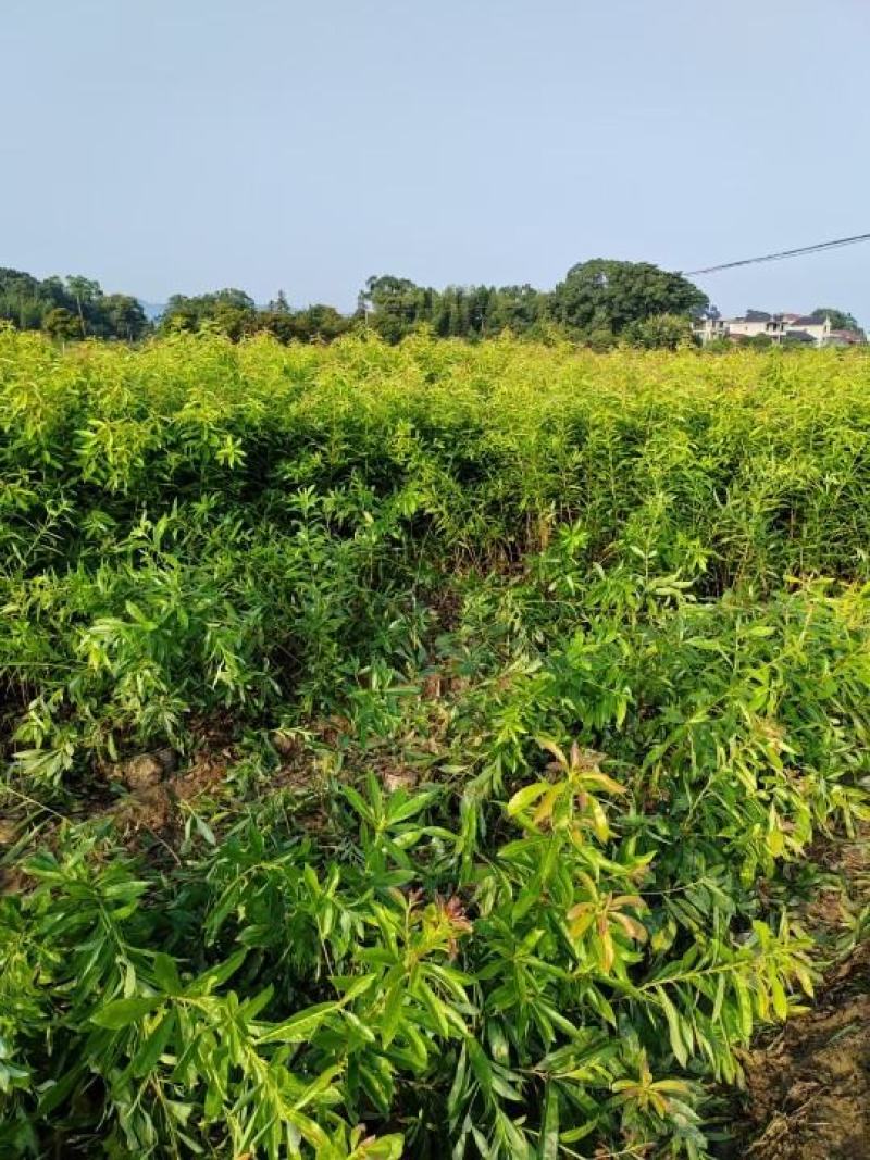 木荷小苗，木荷杯苗，两年木荷地苗，木荷杯苗