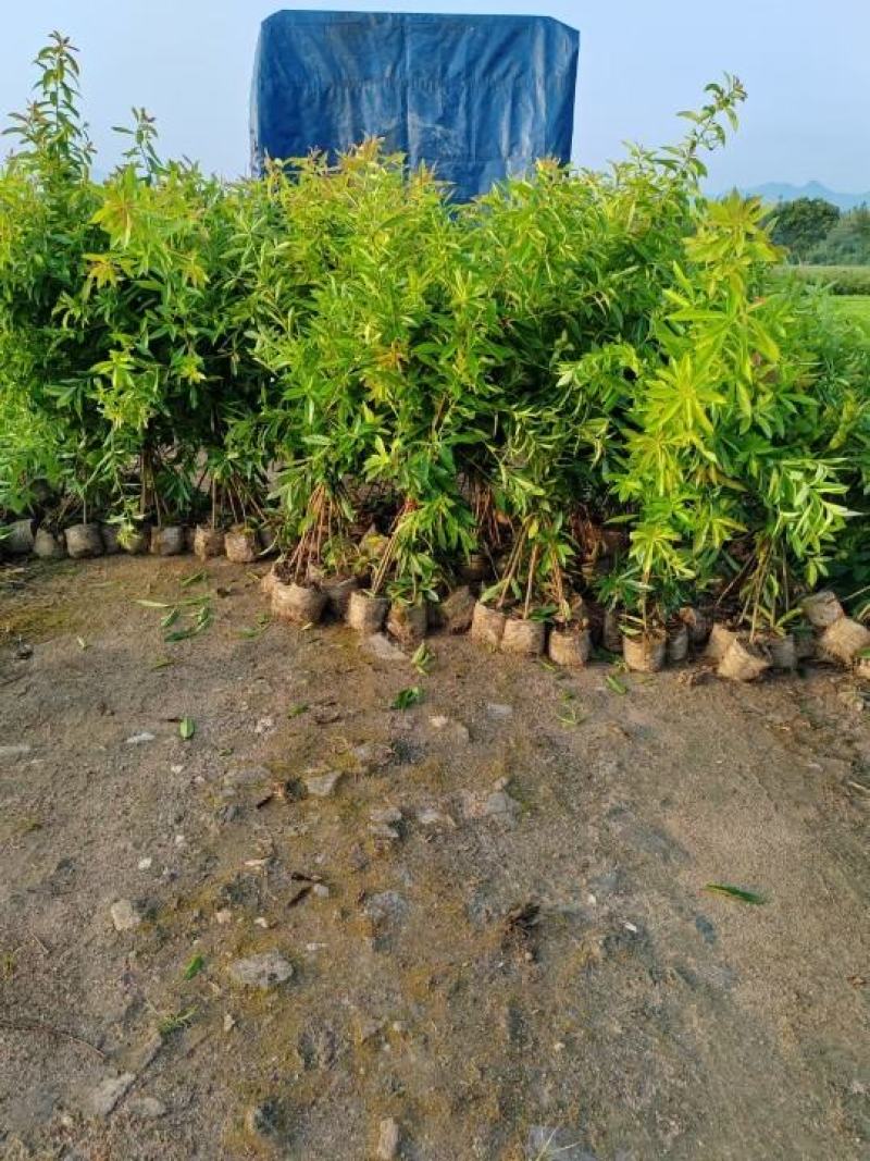 木荷小苗，木荷杯苗，两年木荷地苗，木荷杯苗