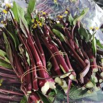 菜苔红菜苔白菜苔产地看货论价保质保量欢迎订购