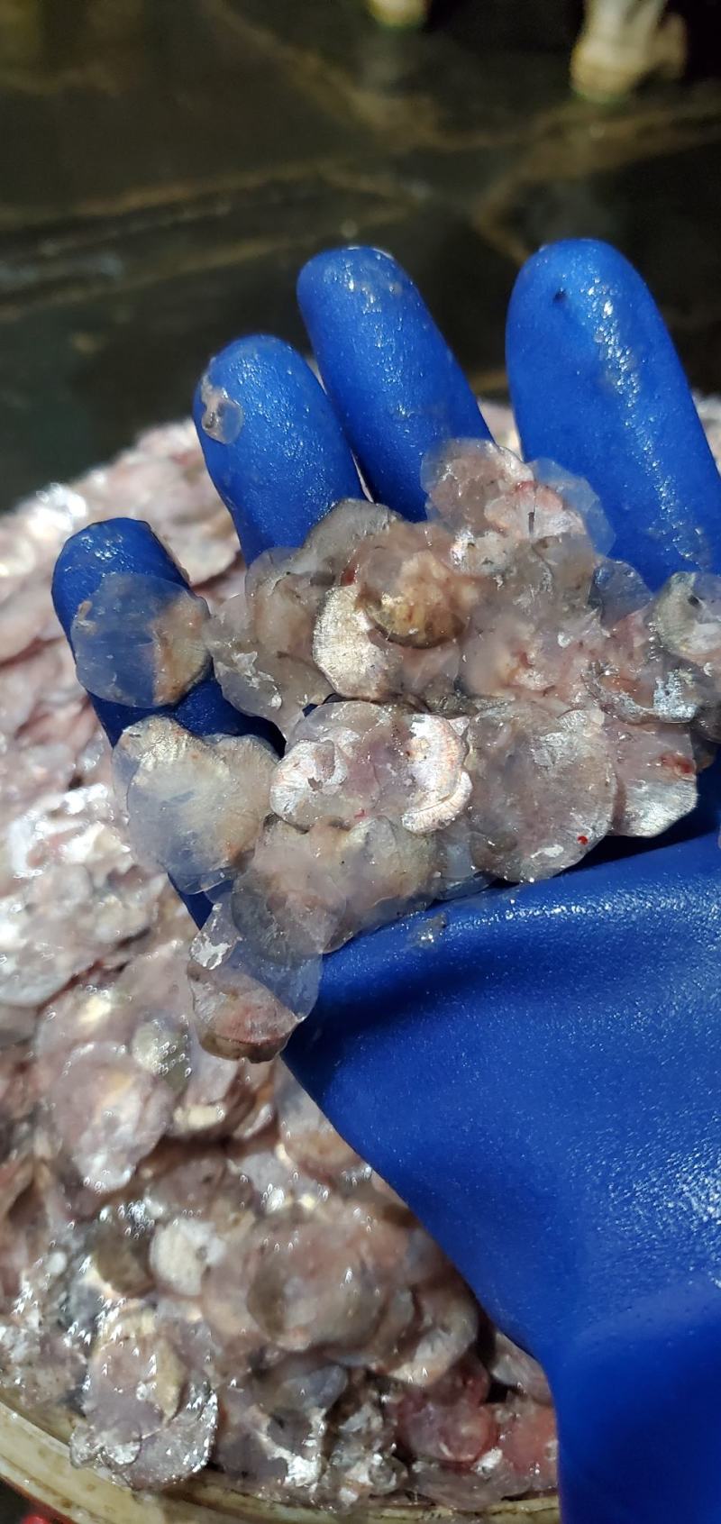 新鲜鲤鱼鱼鳞鱼鳞片熬胶原材料海参饲料全国冷链发货