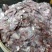 新鲜鲤鱼鱼鳞鱼鳞片熬胶原材料海参饲料全国冷链发货