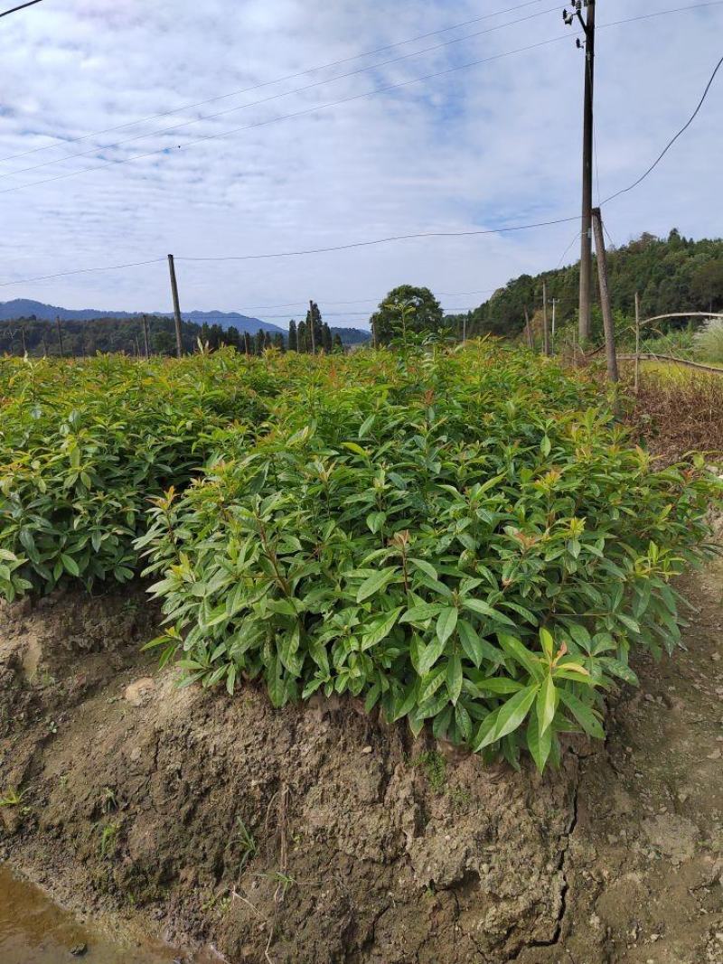 木荷小苗，木荷杯苗，两年木荷地苗，木荷杯苗