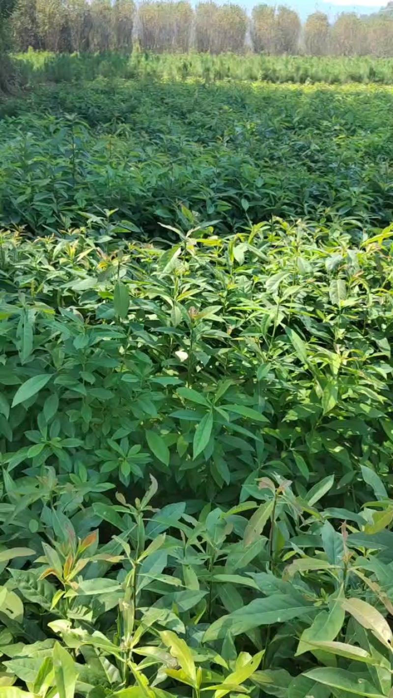 木荷小苗，木荷杯苗，两年木荷地苗，木荷杯苗