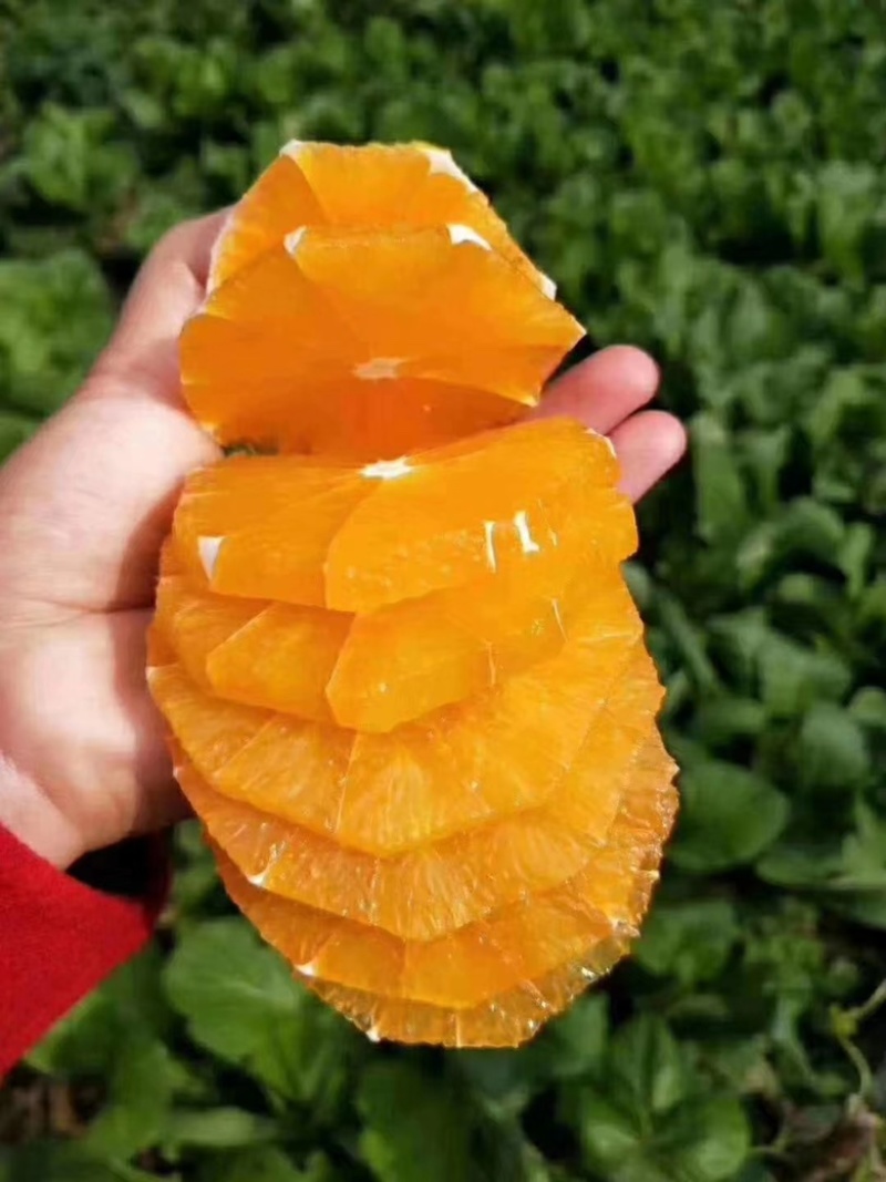 湖北秭归脐橙，橙子果面光滑，果色橙红，果质脆嫩化渣