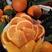 湖北秭归脐橙，橙子果面光滑，果色橙红，果质脆嫩化渣