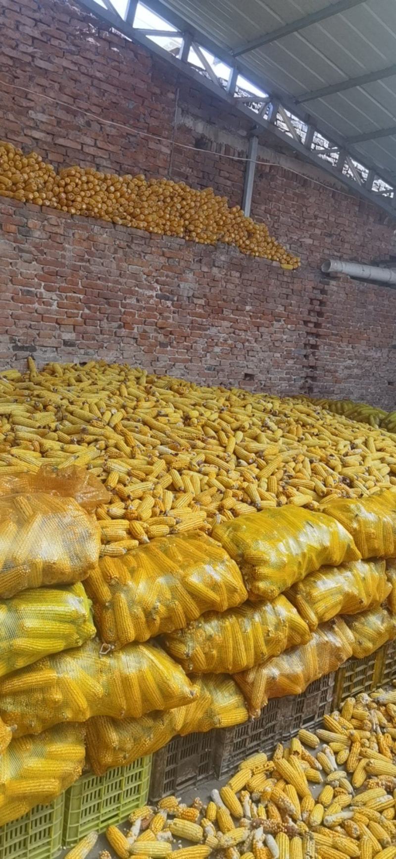 干玉米粒