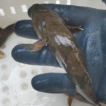 沙塘鳢，土布鱼淡水小溪鱼，都是原生态鱼保证质量
