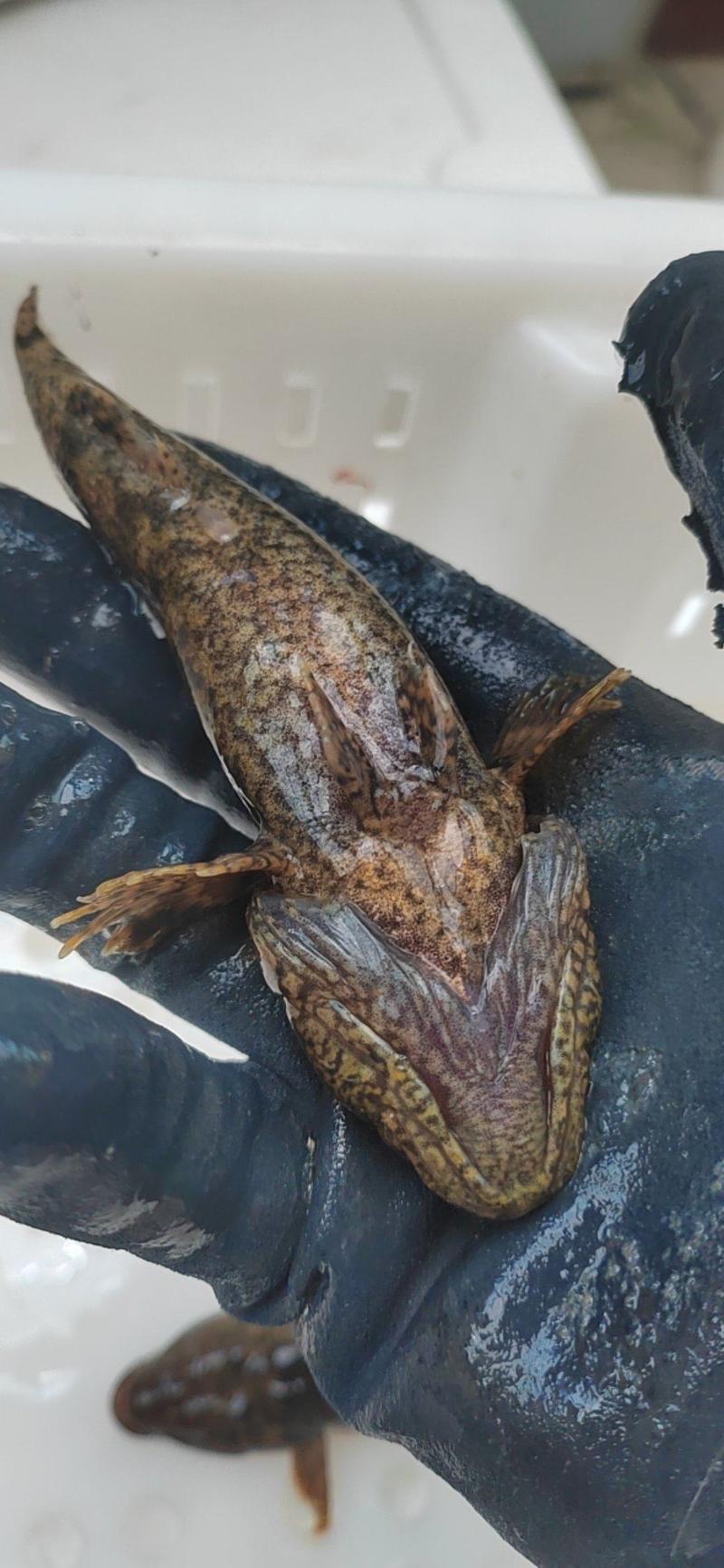 沙塘鳢，土布鱼淡水小溪鱼，都是原生态鱼保证质量