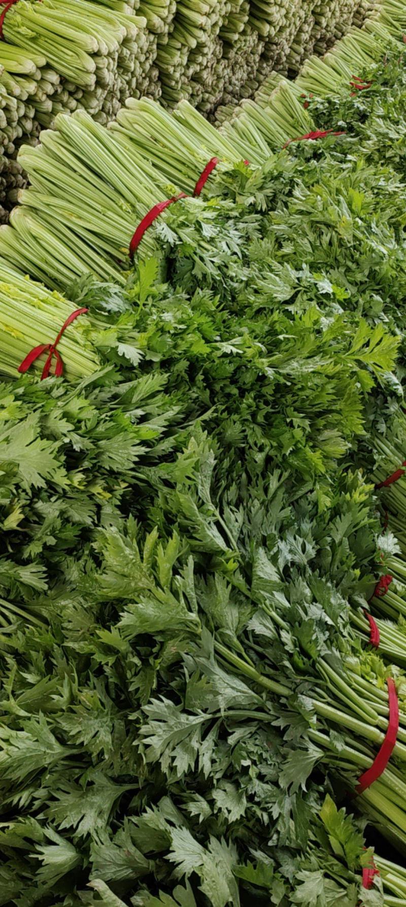 【推荐】一手货源精品芹菜产地直供货源充足全国代发