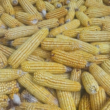 干玉米粒
