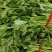 【推荐】一手货源精品芹菜产地直供货源充足全国代发
