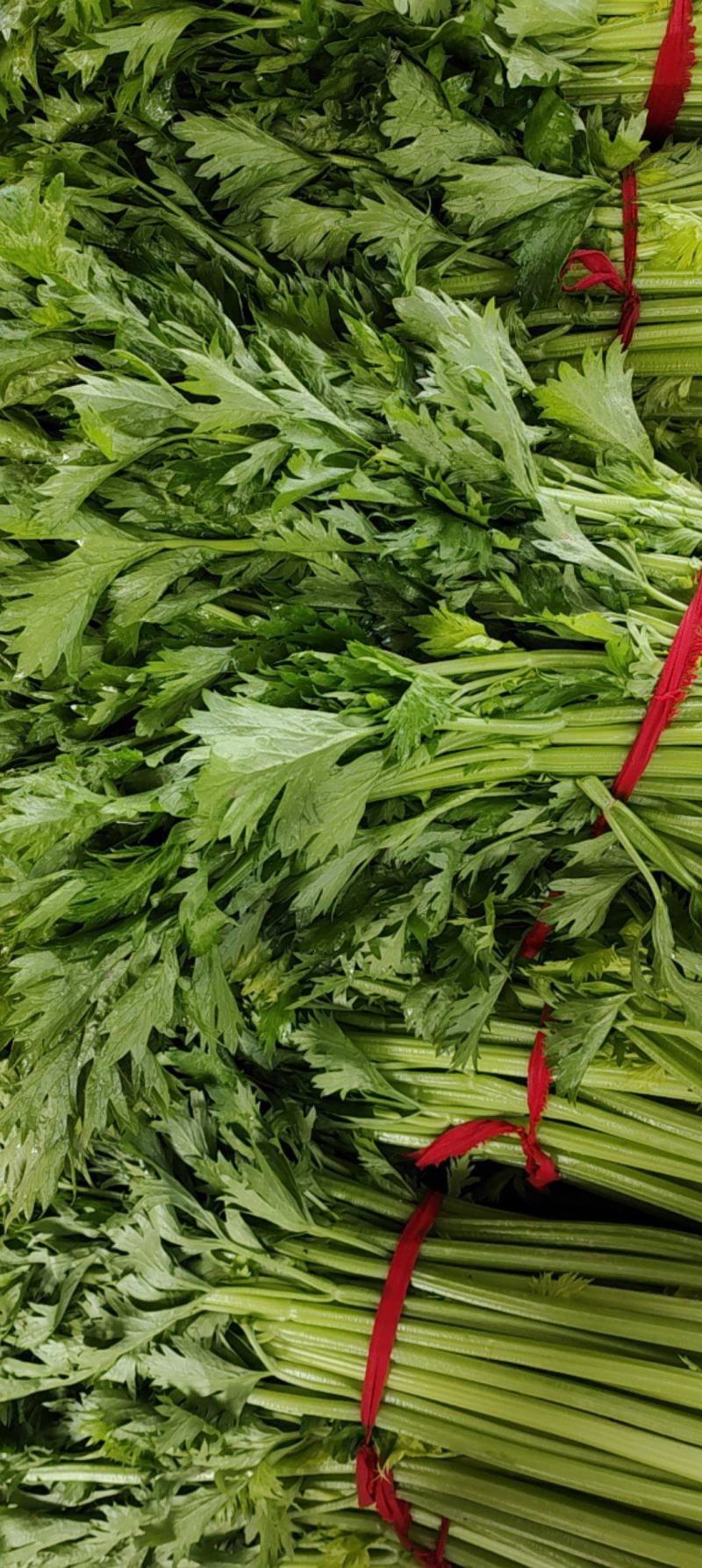 【推荐】一手货源精品芹菜产地直供货源充足全国代发