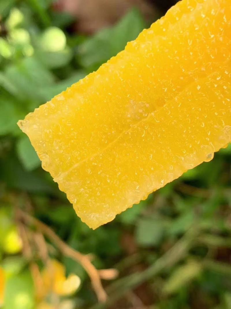 云南好吃的冰糖橙上市了。产地供应，物美价不廉
