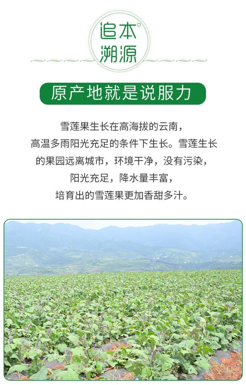 云南正宗黄心红心天山雪莲果10斤新鲜水果应季批发一整箱