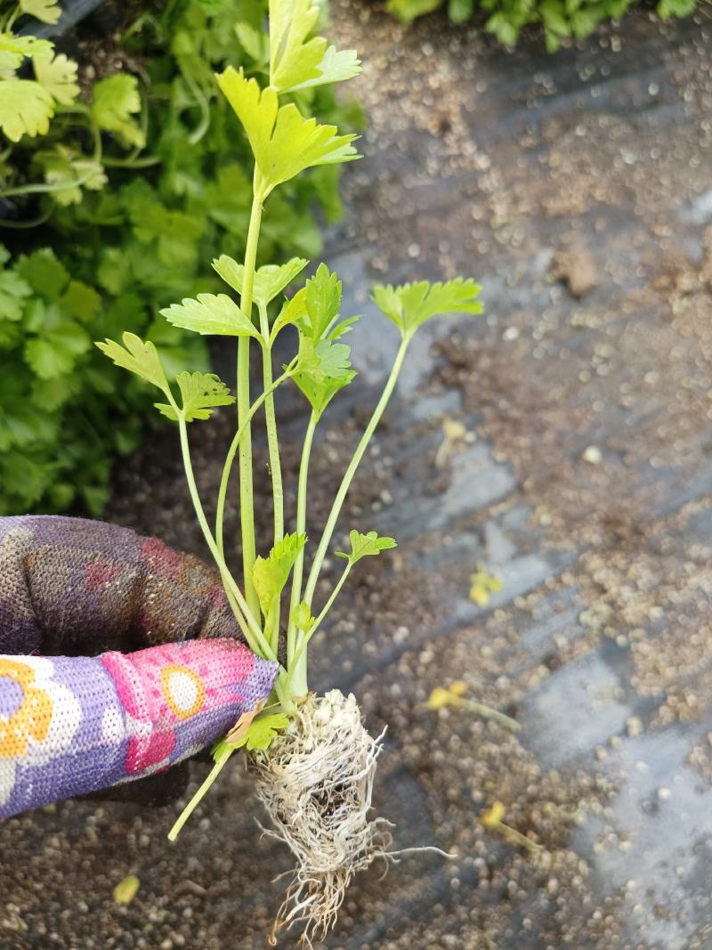 法国皇后芹菜苗一手货源，量大从优，可视频看货，欢迎电话联系