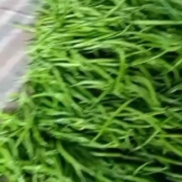 精品尖椒线椒