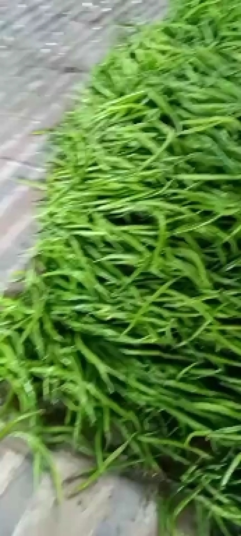 精品尖椒线椒